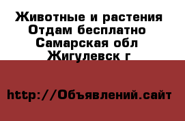 Животные и растения Отдам бесплатно. Самарская обл.,Жигулевск г.